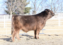 Load image into Gallery viewer, WL Jaguar (AI,D) Heifer Sex-Sorted Semen (CSS Qualified)
