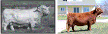 Load image into Gallery viewer, Heifer Calf - Born March 30, 2023 - GOF Broadstone 13B x Gray Owl&#39;s Britta
