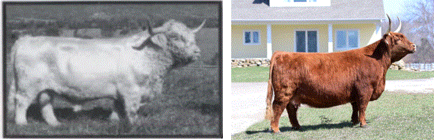 Heifer Calf - Born March 30, 2023 - GOF Broadstone 13B x Gray Owl's Britta