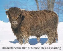 Load image into Gallery viewer, Broadstone 18th of Stonecliffe (D) Highland Bull as a yearling
