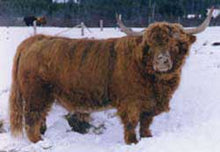 Load image into Gallery viewer, STR Harmony (58727) x Gusgurlach of Windrush (34685) (Sexed for Heifers only)
