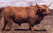 Load image into Gallery viewer, Gusgurlach of Windrush Live Calves (Down Payment)
