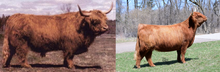 Load image into Gallery viewer, Gusgurlach of Windrush Live Calves (Down Payment)
