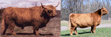 Load image into Gallery viewer, Gusgurlach of Windrush Live Calves (Down Payment)
