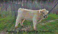 Load image into Gallery viewer, HVF Lady Marcy (54177) x DH Exclusive  (27055) (Sexed for Heifers only)
